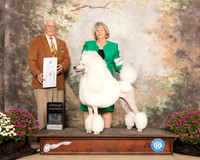 Poodle Standard #11 Sun G4 Judge Charles Trotter