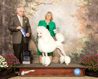 Poodle Standard #12 Sun BOW NCh Judge Richard Albee
