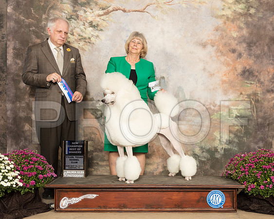 Poodle Standard #12 Sun BOW NCh Judge Richard Albee_SSR_4414-Cntn2018-HR3