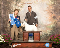 Sealyham Terrier #6 Sun G1 Judge Patricia Trotter