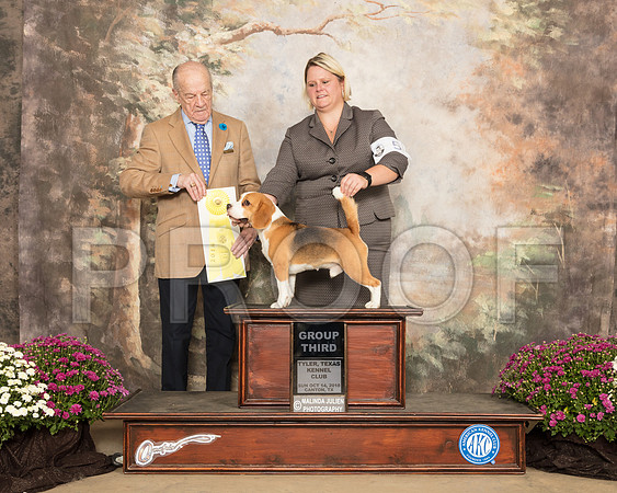 Beagle 13 #5 Sun G3 Judge Dr Gareth Morgan Jones_SSR_4446-Cntn2018-HR3