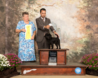 Affenpinscher #5 Sun G3 Judge Stephanie Hedgepath