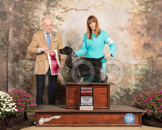 English Cocker #5 Sun G2 Judge Dr Gareth Morgan Jones_SSR_4482-Cntn2018-HR3
