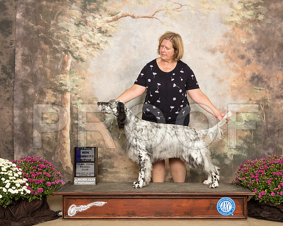English Setter #14 Sun WB Maj Judge Stephanie Hedgepath_SSR_4490-Cntn2018-HR3