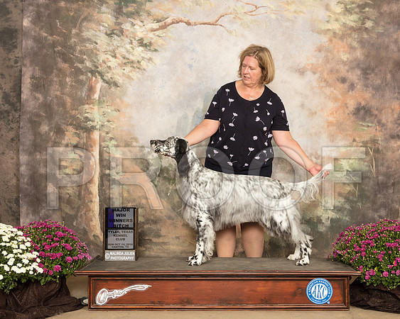 English Setter #14 Sun WB Maj Judge Stephanie Hedgepath_SSR_4491-Cntn2018-HR3