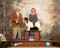 PBGV #? Sun BOB Maj Judge Charles Trotter