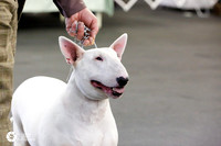 White Bull Terrier American Bred Bitches Fri Ring