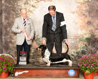 Basset Hound #10 Sat BOS Judge Dr Gareth Morgan Jones