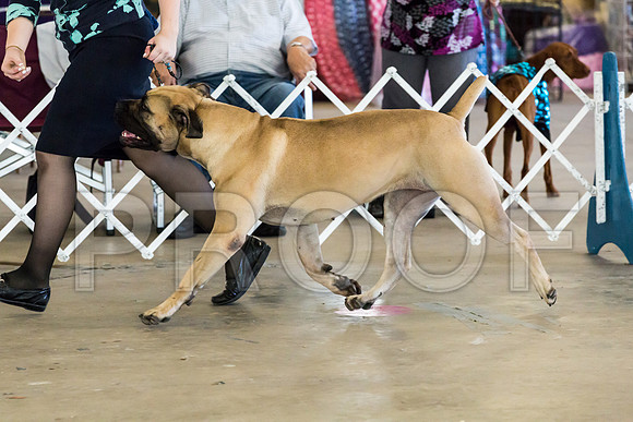 Club Best in Show Sun_JJJ_9291-Cntn2018-HR3