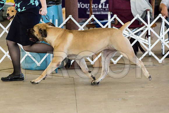 Club Best in Show Sun_JJJ_9294-Cntn2018-HR3