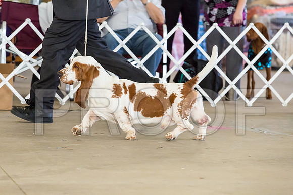 Club Best in Show Sun_JJJ_9315-Cntn2018-HR3