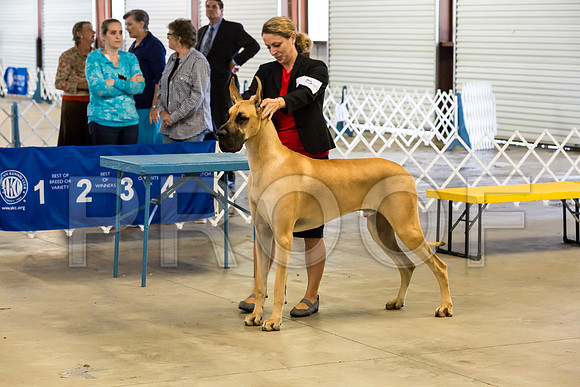 Club Owner Handled Best in Show Sat_JJJ_9029-Cntn2018-HR3
