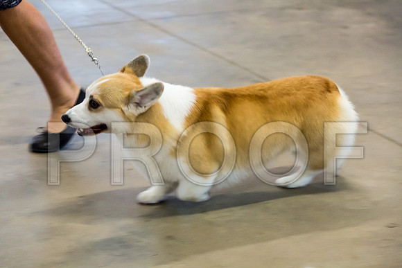 Club Owner Handled Best in Show Sat_JJJ_9056-Cntn2018-HR3