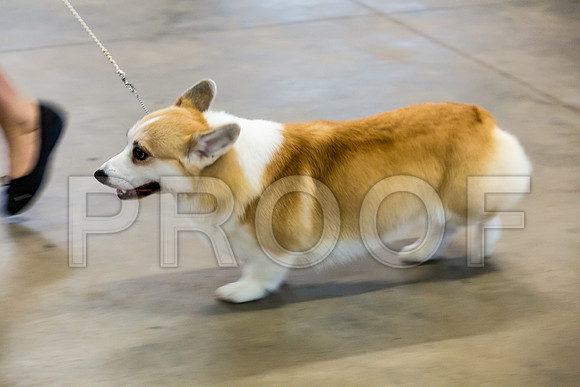 Club Owner Handled Best in Show Sat_JJJ_9057-Cntn2018-HR3