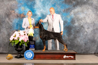 Doberman Pinscher #21 Sat G3 Judge Patricia Sosa