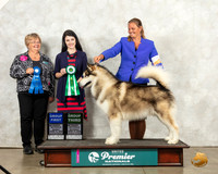 Alaskan Malamute #1243 Sat