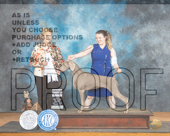 Weimaraner #6 Sun G4 Judge Karen Hynek__JP_8872_MARSHALL_2024_HR3