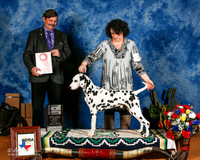Dalmatian #11 Fri BISweeps +A1