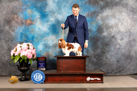 Cavalier King Charles Spaniel #20 FRI WB BOS NCH Major Judge Ken Murray