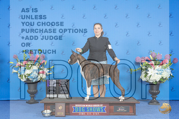 Boxer #37 FRI WD BOW OHBOB NC M Judge Jon Cole__JP_9031_Houston_2024_HR3