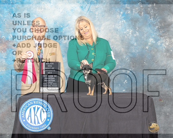 Chihuahua Smooth Coat #5 Sun BOS Judge Bradley Jenkins-_MJ_0342e_HstnToy_2022-HR3