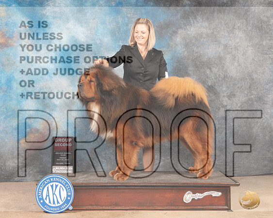 Tibetan Mastiff #5 Fri G2 Judge Joan Liebes-MMJ_3243-Addison2022-HR3