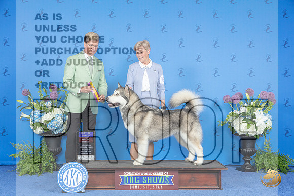 Alaskan Malamute #6 THUR BOB BOBOH Judge Douglas Johnson__JP_8280_Houston_2024_HR3