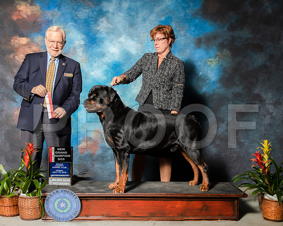 Rottweiler #21 Sun NCh Wilbanks Lauren Laura HernandezSSR_2572e1-HR3