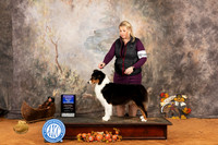 Australian Shepherd #30 Sat BOWWB Judge Nicolas DeBedout