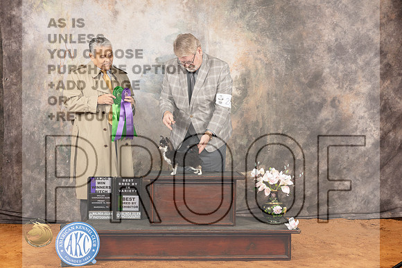 Chihuahua Long Coat #24 Fri BBEWB Judge Nicolas DeBedout_JP_1294_Marshall_2023_HR3