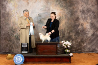 Chihuahua Long Coat #7 SD Judge John Rameriz