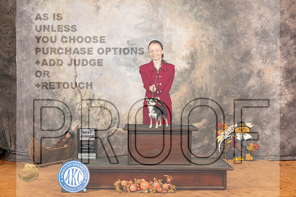 Chihuahua Smooth #J600 Sat BJr Judge Molly Martin_JP_1683_Marshall_2023_HR3