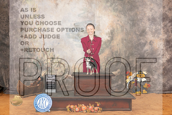 Chihuahua Smooth #J600 Sat BJr Judge Molly Martin_JP_1684_Marshall_2023_HR3
