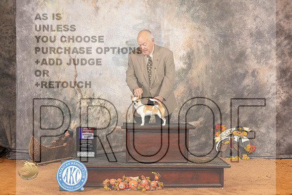 Chihuahua Smooth Coat #14 Sat BOSWB Judge Gina Schug_JP_1771_Marshall_2023_HR3