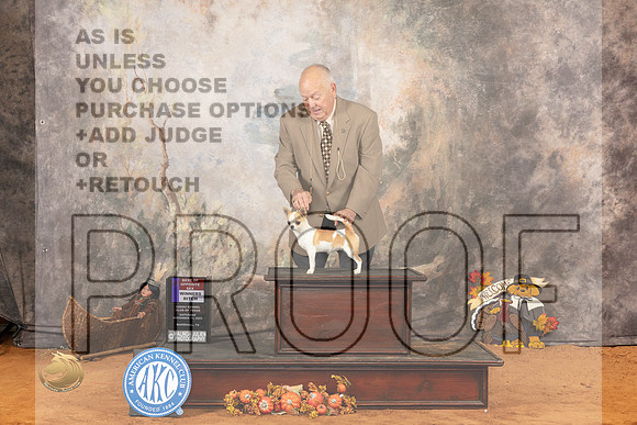 Chihuahua Smooth Coat #14 Sat BOSWB Judge Gina Schug_JP_1773_Marshall_2023_HR3
