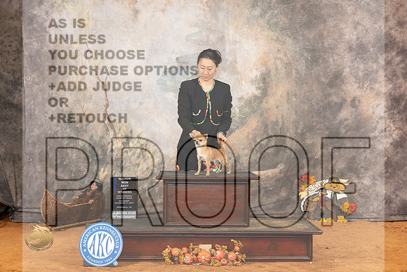 Chihuahua Smooth Coat #5 Sat BOWM Judge Gina Schag_JP_1894_Marshall_2023_HR3