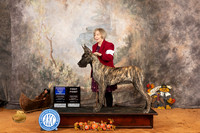 Great Dane #8 Sat WBBOW Judge John Ramirez