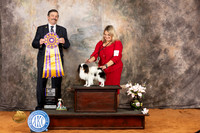 Japanese Chin #23 Fri BOB Judge Jim Fehring