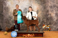 Redbone Coonhound #9 Sat OHBIS Judge Nicolas DeBedout