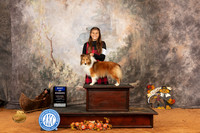 Shetland Sheepdog #11 Sat BOW Judge John Ramirez