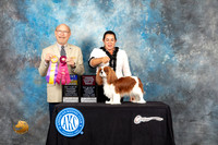 Cavalier King Charles Spaniel #8 Sat BOBOHBOB Judge Tim Robbins