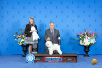 Bichon Frise #14 FRI G4 Judge Angela Pickett