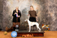 Whippet #22 Sat WBBOS Judge Molly Martin