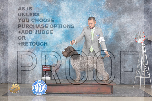 Wire Haired Pointing Griffon #10 Fri G2 Judge Pat Trotter__JP_5593_Amarillo_2024_HR3