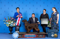 Field Spaniel #7 THUR RBIS Judge Debbie Freeman