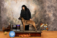 Belgian Malinois #6 Sat WBBOBCH Judge NNic Sun BOBOHBOB Robinson