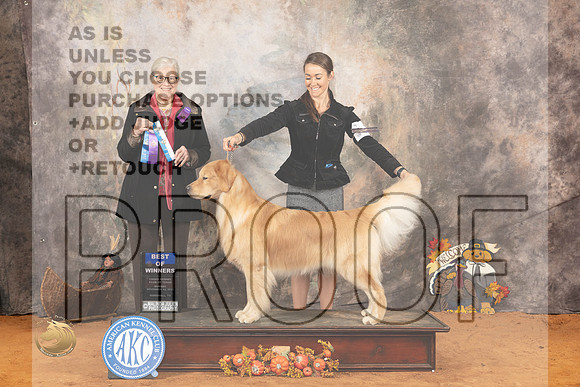 Golden Retriever #7 Sun BOWWD Judge Molly Martin_JP_2253_Marshall_2023_HR3