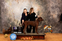 Redbone Coonhound #7 Sun WD NO JUDGE