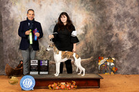 Whippet #19 Sun WBM Judge Nicolas DeBedout