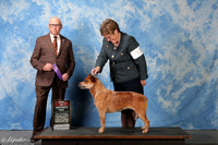 Australian Cattle Dog #10 Sat BOS Graham Lori and Wendy Grudin Judge Mr Edd Embry Bivin